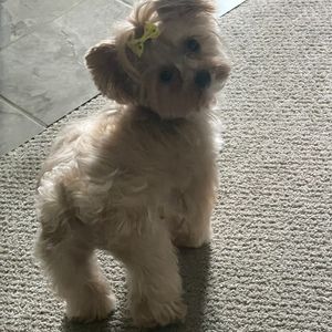 Meet your Posher, Posh